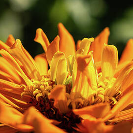Missouri - Missouri Botanical Gardens - Orange Zinnia by Robert Niemeier