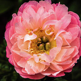 Missouri - Pink Peony by Robert Niemeier
