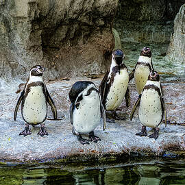 Missouri - St. Louis Zoo - Flock of Penquins by Robert Niemeier