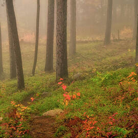 Mist In The Glade. by Jeff Sinon