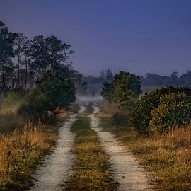 Misty Morning Over Pine Glades by Rebecca Herranen