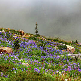 Misty Mountain Alpine Hike by Tommy Farnsworth