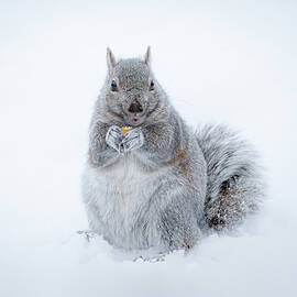 Corn by James Overesch