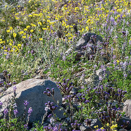 Mohave Flowers by Matt Halvorson