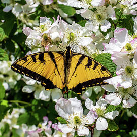 Monarch Butterfly by Louis Dallara