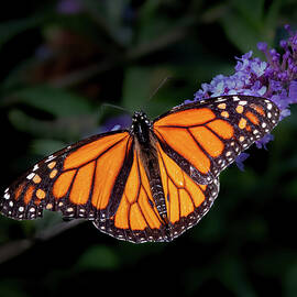 Monarch Butterfly on Purple Flower by Elvira Peretsman