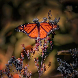 Monarch Butterfly on Wildflowers by Theresa D Williams Smoky Mountains