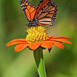 Monarch on a Flower by Charlie Osborn