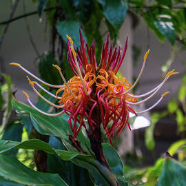 Monkey Brush Vine by Tommy Farnsworth