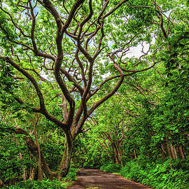 Monkeypod Tree and Road to Waipio - Big Island, Hawaii by Abbie Matthews