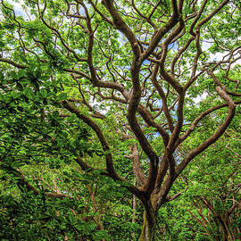 Monkeypod Tree and Road to Waipio - Big Island, Hawaii - Vertical by Abbie Matthews