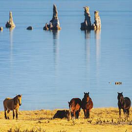 Mono Mustangs by Mike Lee