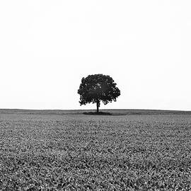 Mono Treescape 1 by Richard Reeve