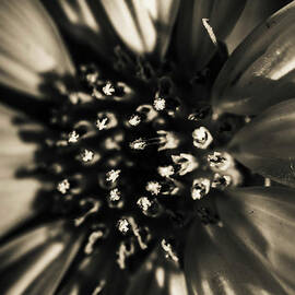 Monochromatic beauty by Jorgo Photography