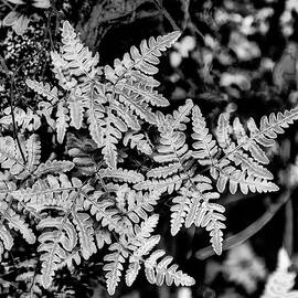 Monochrome Fern Leaves in Focus by Bruce Block