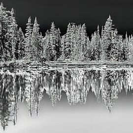 Monochrome Forest Reflection by Bruce Block