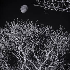 Moon and Bare Trees 6957 by Dan Beauvais