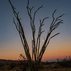 Moon in the Ocotillo by Jean Noren