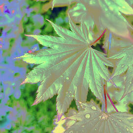 Moon maple and fly by Bruce Block