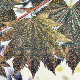 Moon Maples after a spring rain by Bruce Block