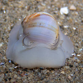 Moon snail by Brian Weber