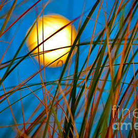 Moon Splendor in the Grass by Debra Banks