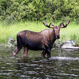 Moose 20A by Sally Fuller