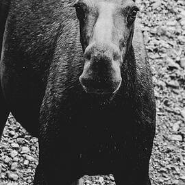 Moose 24A by Sally Fuller