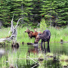 Moose 4A by Sally Fuller