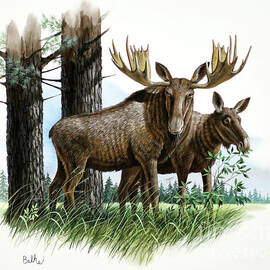 Moose and White Pine by Don Balke