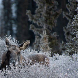 Moose on a Frosty Morning by Cascade Colors