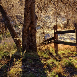 Morning at Half Moon Ranch Dragoon Mountains by Mary Lee Dereske