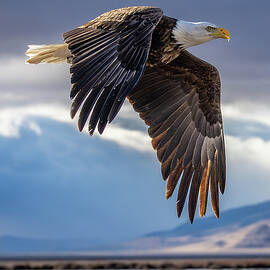 Morning Light, Morning Flight by Tim Lyden
