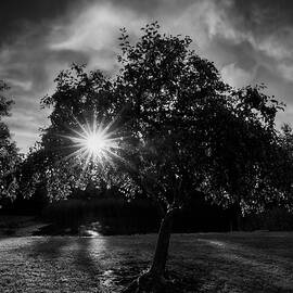 Morning Light Teddy Bear Park Black And White by Dan Sproul
