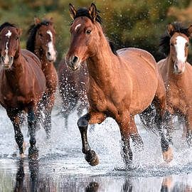 Morning Scamper. by Paul Martin