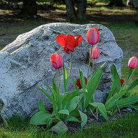 Morning Tulips by Mary Lee Dereske