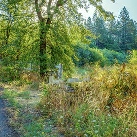 Morning Walk by Steven Dos Remedios