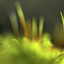 Moss 2 by Ursula Abresch
