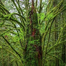 Mossy Golden Ears Provencial Park British Columbia by Tommy Farnsworth