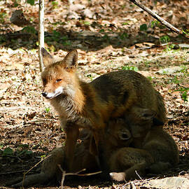 Mother Fox by Richard Reeve