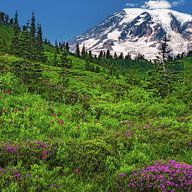 Mount Rainier Wildflowers at Paradise, Washington State by Abbie Matthews
