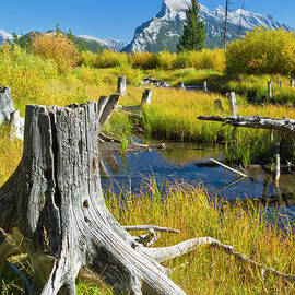 Mount Rundle in autumn, Canadian Rockies, Alberta, Canada by Neale And Judith Clark
