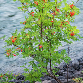 Mountain Ash By the Bulkley River by Mary Lee Dereske