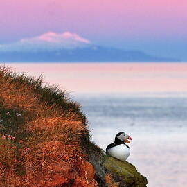 Mountain, bay, bird by Christopher Mathews