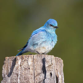 Mountain Bluebird on a Weathered Post - Sierra County California by Mike Lee