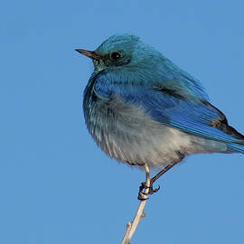 Mountain Bluebird with Bright Blue Sky by Cascade Colors