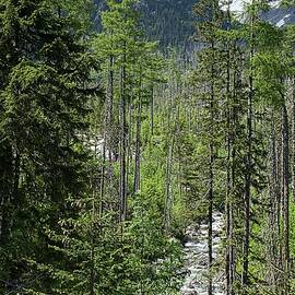 Mountain Forest with Flowing Stream by Robert Grac