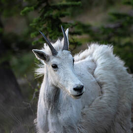 Mountain goats sheding by Matt Halvorson