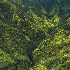 Mountain Jungle - Kauai, Hawaii by Abbie Matthews