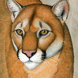 Mountain Lion Cougar Wild Cat by Rebecca Wang